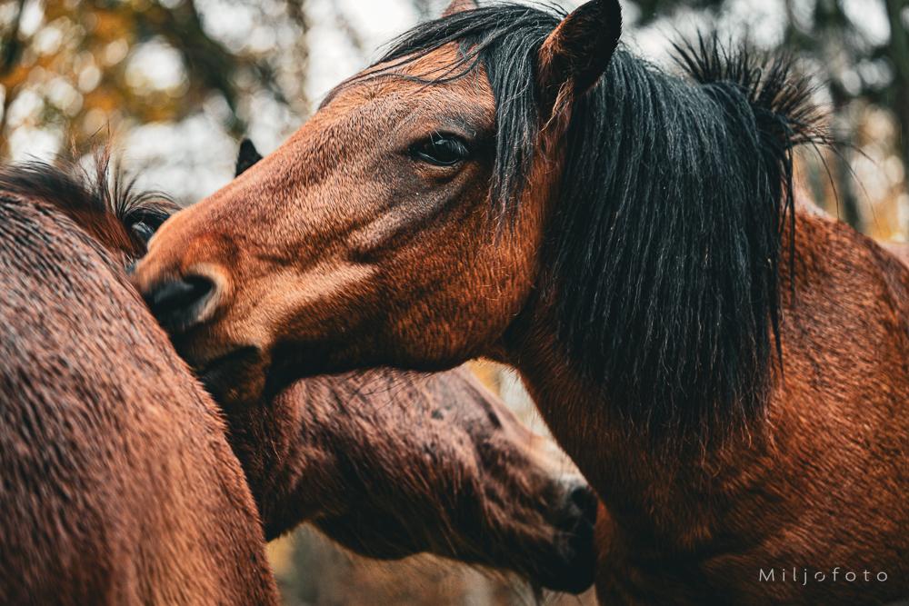 Hester klør hverandre Hester klør hverandre