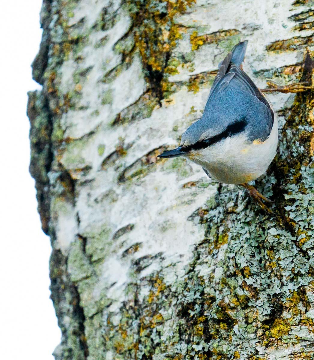 Spettmeis - Dyr Spettmeis - Dyr