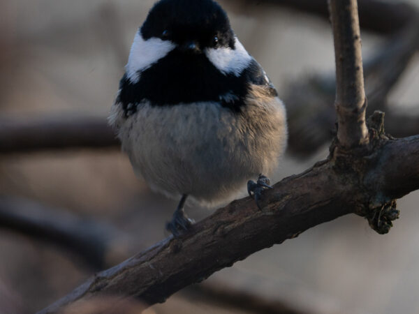 Søt Svartmeis - Dyr