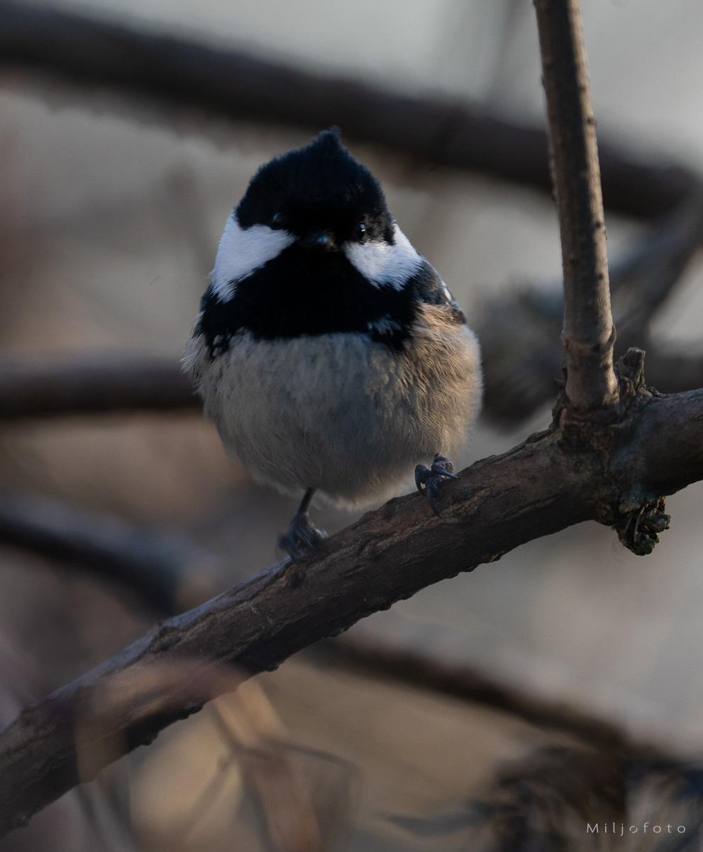 Søt Svartmeis - Dyr