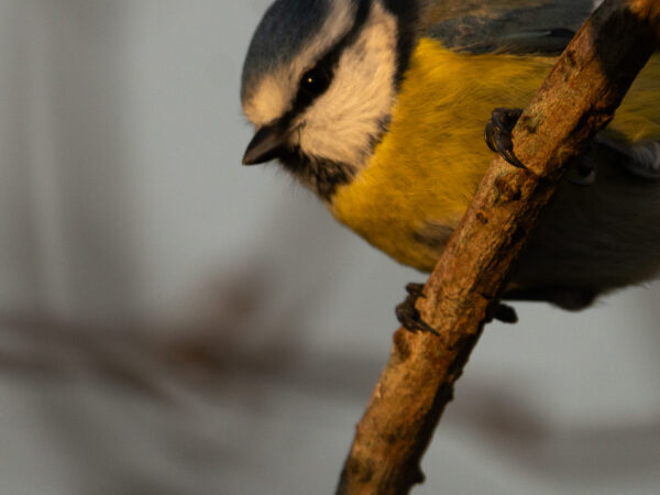 Bildet viser en nydelig blåmeis (Cyanistes caeruleus) sittende på en gren. Fuglen er fanget i vakker belysning fra solnedgangen, som fremhever dens karakteristiske blå, gule og hvite fjærdrakt. Bakgrunnen er uskarp, noe som fokuserer oppmerksomheten på fuglen og gir en rolig, stemningsfull atmosfære.
