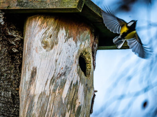Bildet viser en kjøttmeis som flyr ut av en fuglekasse. Fuglekassen er laget av tre, og man ser tydelige trestrukturer og et lite rundt hull som fungerer som inngang for fuglen. Fuglen er fanget i bevegelse, med vingene bredt ut, og man kan se dens karakteristiske gule mage og svarte hode med hvite kinn. Bakgrunnen er uskarp, noe som gir bildet en dynamisk og naturlig atmosfære.