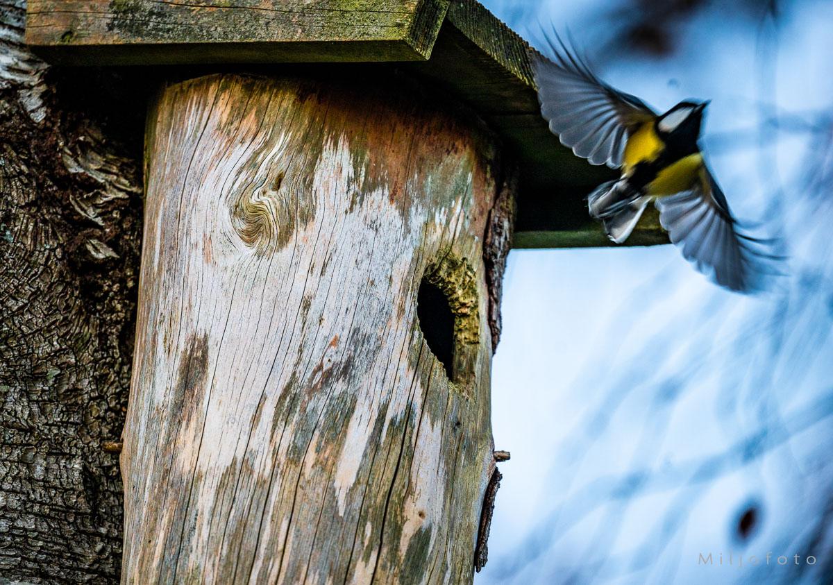 Bildet viser en kjøttmeis som flyr ut av en fuglekasse. Fuglekassen er laget av tre, og man ser tydelige trestrukturer og et lite rundt hull som fungerer som inngang for fuglen. Fuglen er fanget i bevegelse, med vingene bredt ut, og man kan se dens karakteristiske gule mage og svarte hode med hvite kinn. Bakgrunnen er uskarp, noe som gir bildet en dynamisk og naturlig atmosfære.