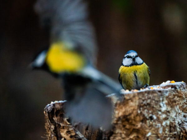 Inn for landing - Dyr