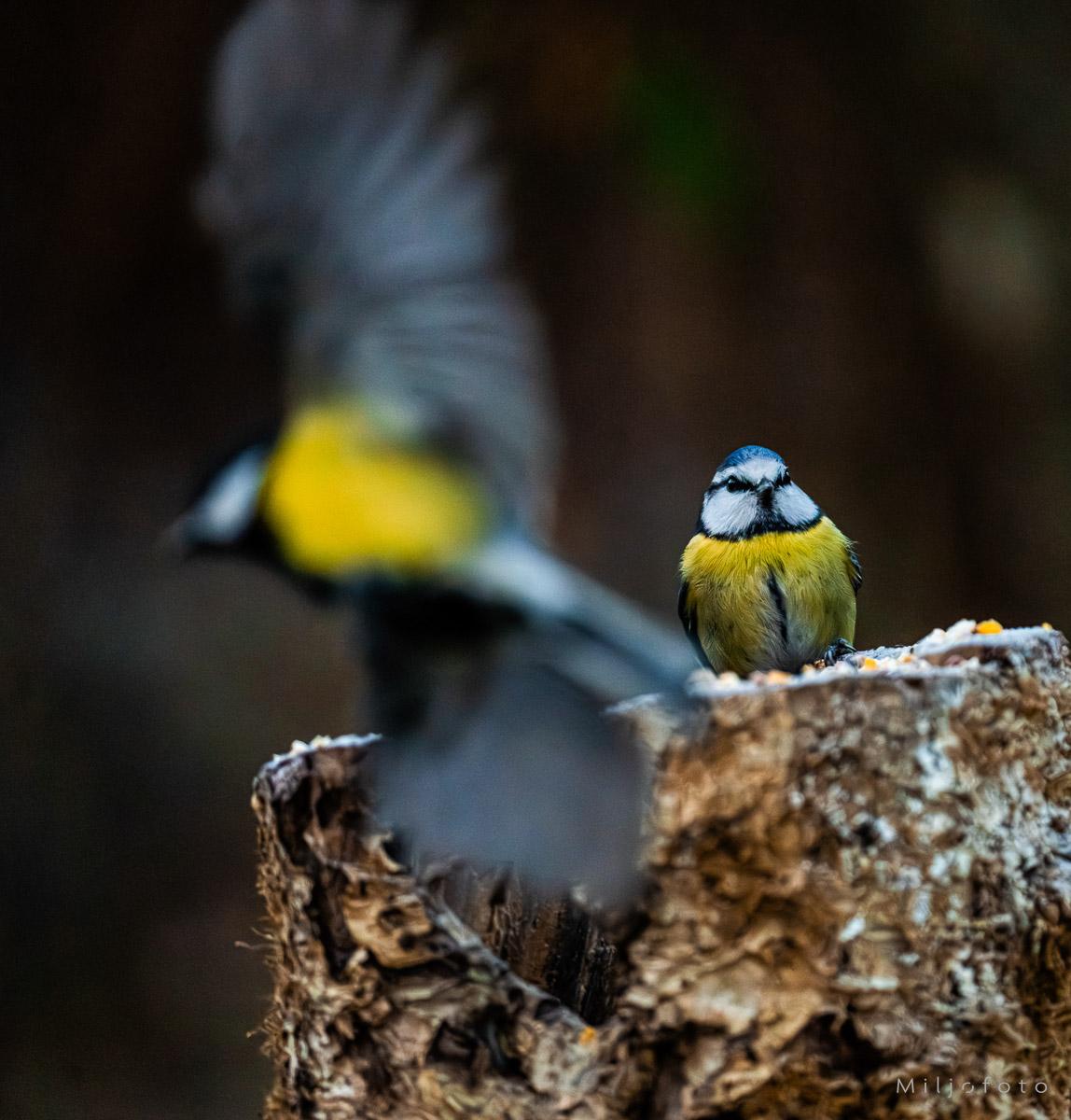 Inn for landing - Dyr