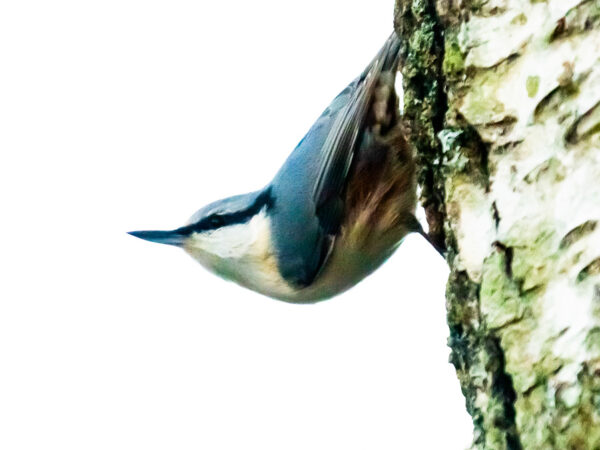 Spettmeis på stamme - Dyr