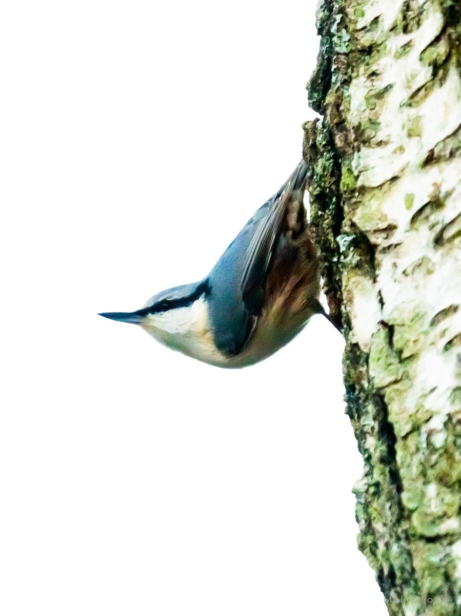 Spettmeis på stamme - Dyr
