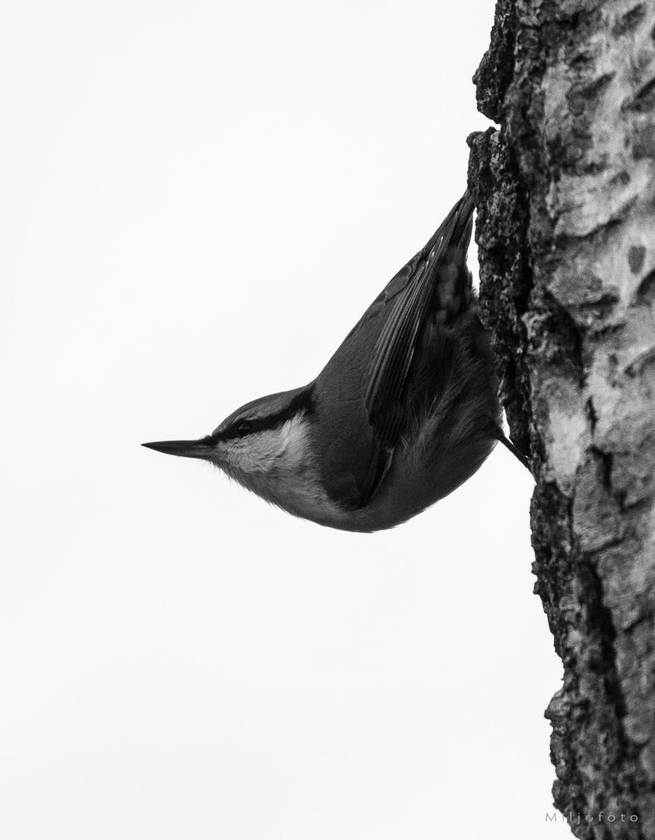 Spettmeisen - Dyr Spettmeisen - Dyr