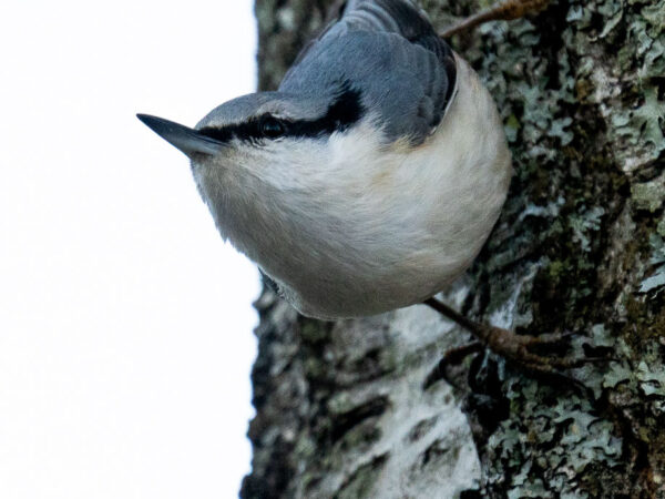 Spettmeis i tre - Dyr