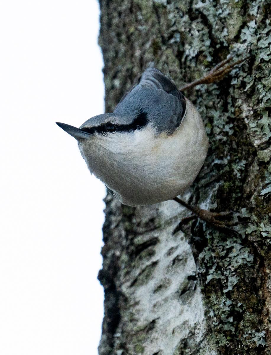 Spettmeis i tre - Dyr