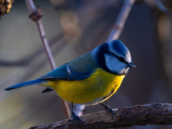 Blåmeis på grein - Dyr
