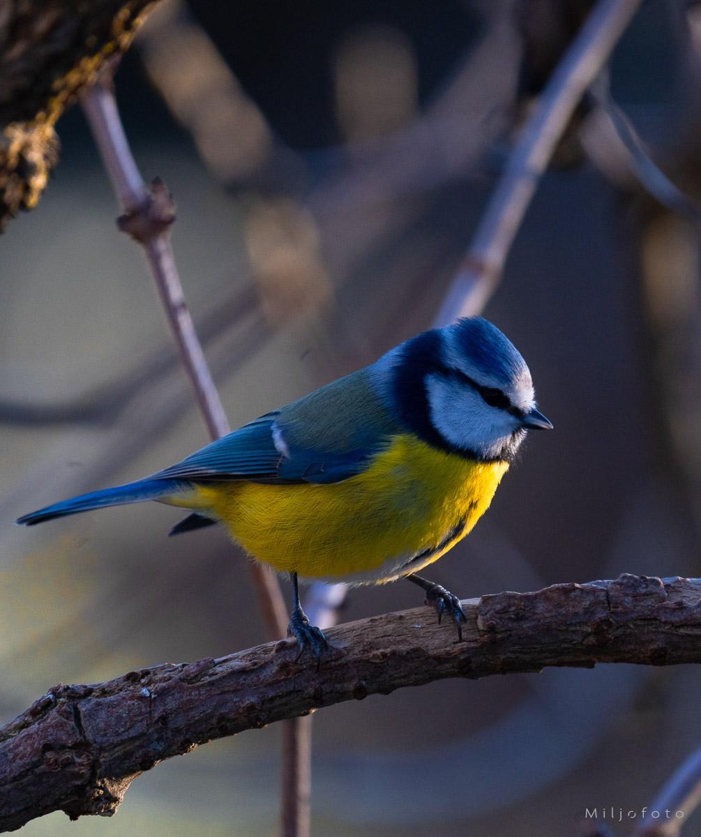 Blåmeis på grein - Dyr Blåmeis på grein - Dyr
