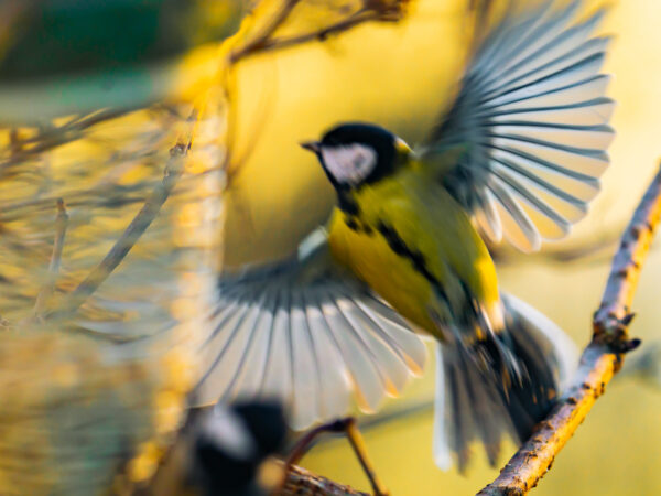 Flygende kjøttmeis - Dyr