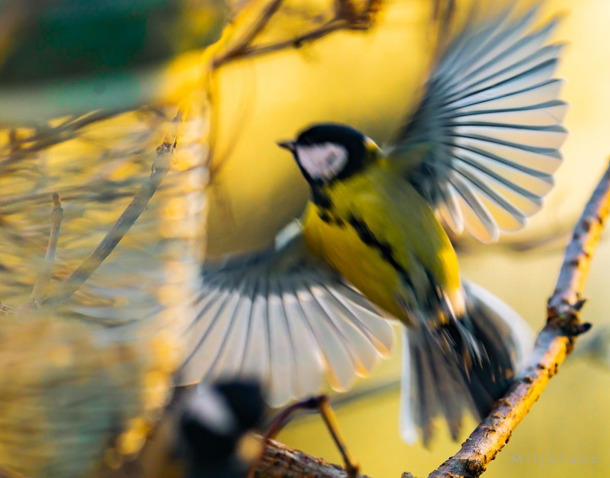 Flygende kjøttmeis - Dyr Flygende kjøttmeis - Dyr