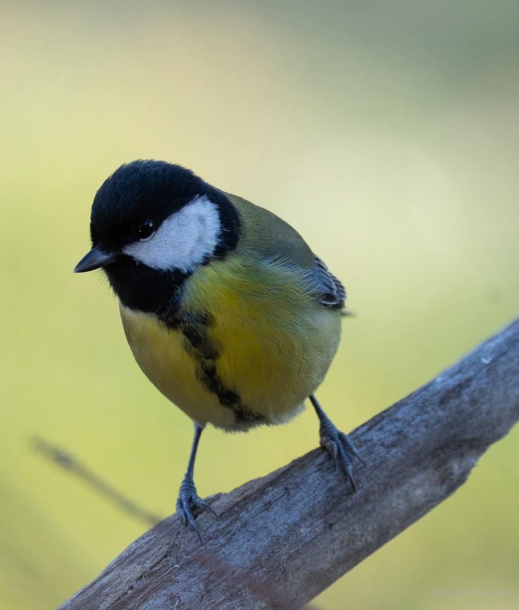 Kjøttmeis - Dyr Kjøttmeis - Dyr