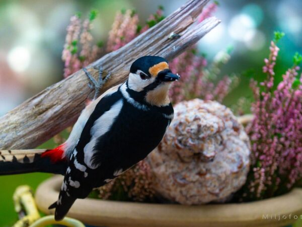 Flaggspett som sitter på en pinne og spiser