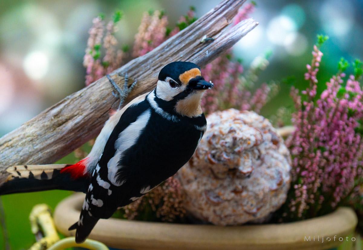 Flaggspett som sitter på en pinne og spiser