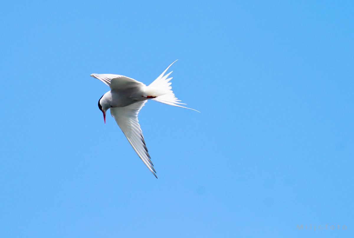 Svaleterne som flyr - Dyr