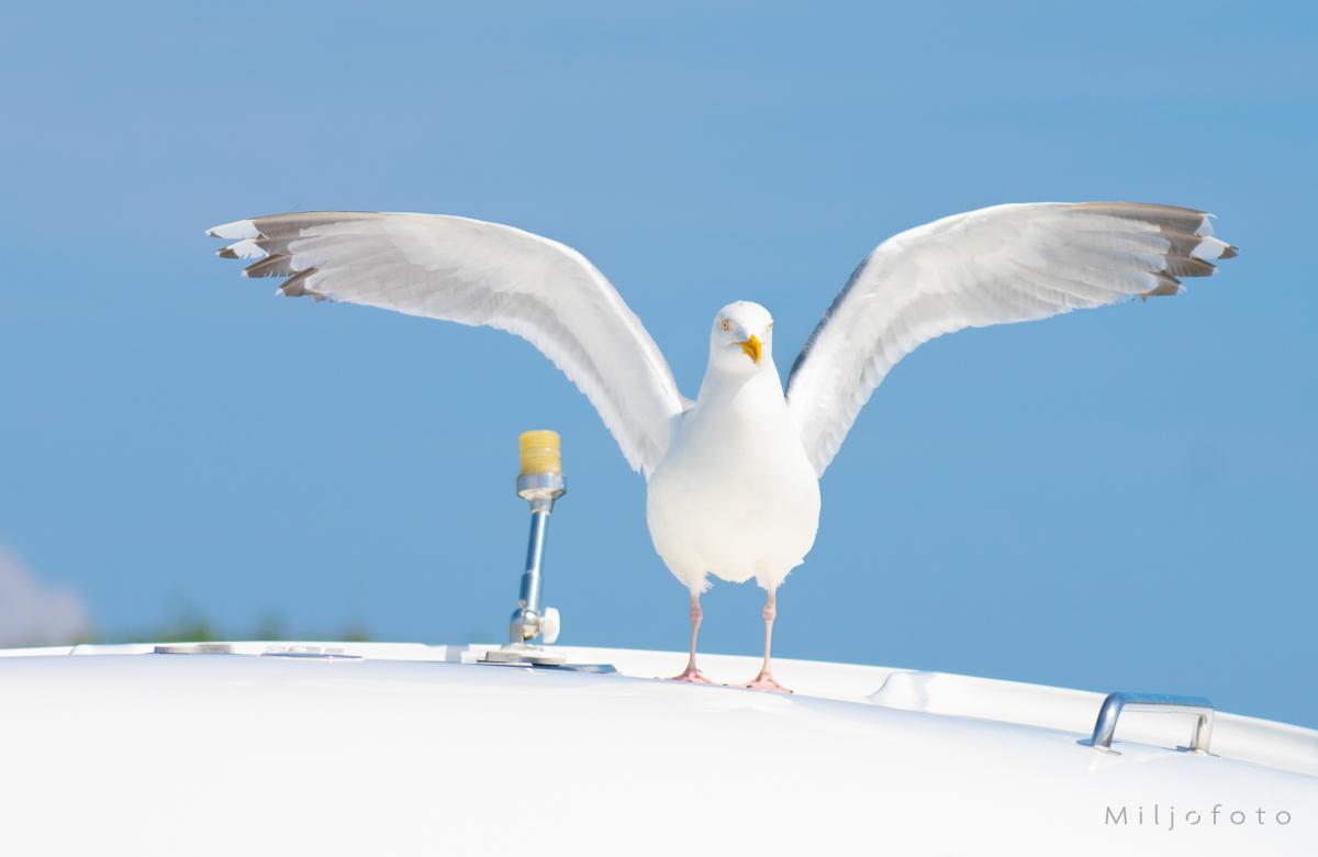 Fiskemåke - Dyr Fiskemåke - Dyr