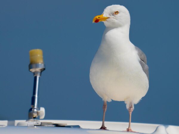 Fiskemåke på båt - Dyr
