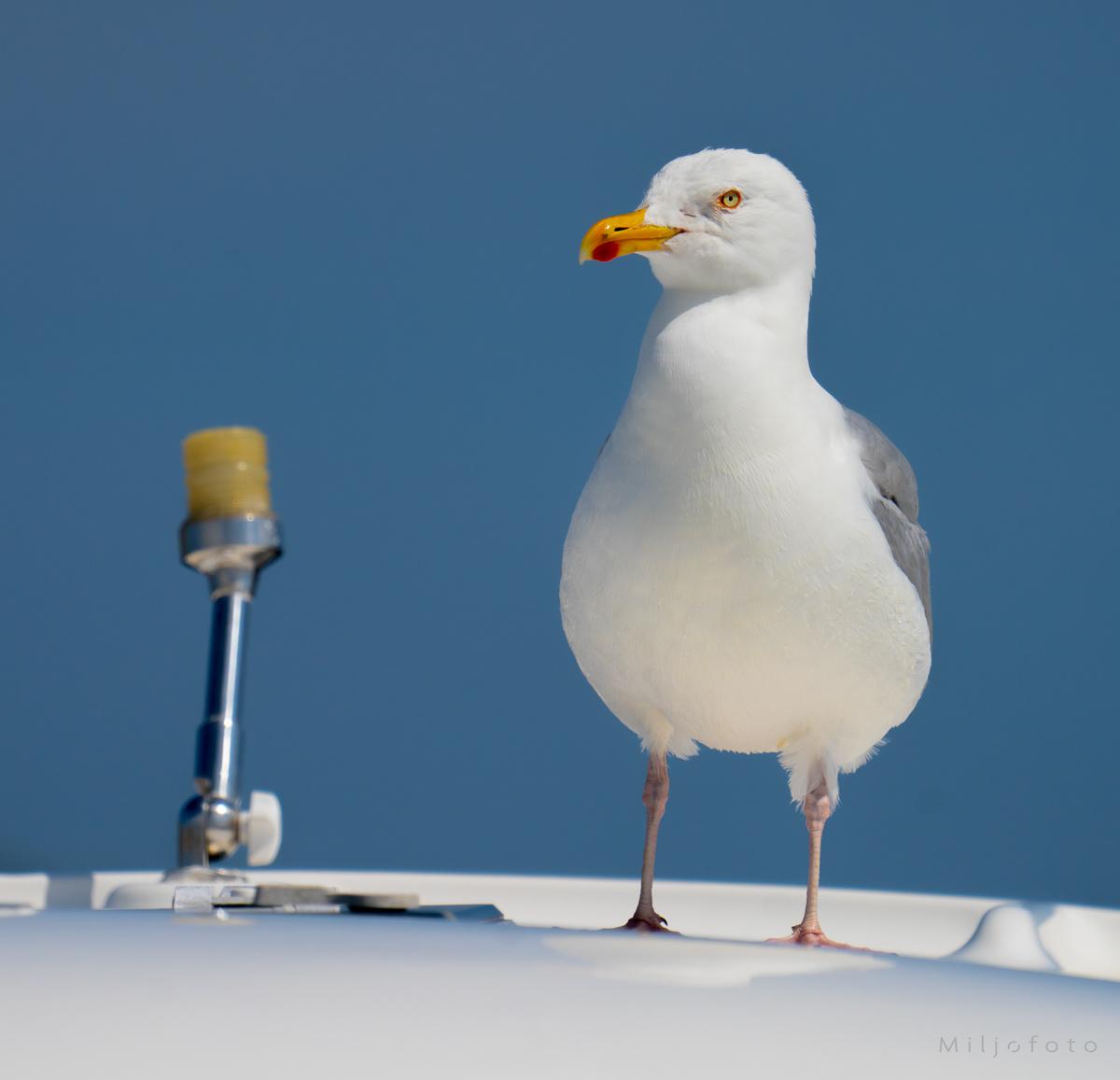 Fiskemåke på båt - Dyr