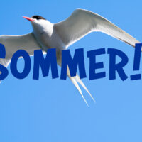 På vingene - Sommer