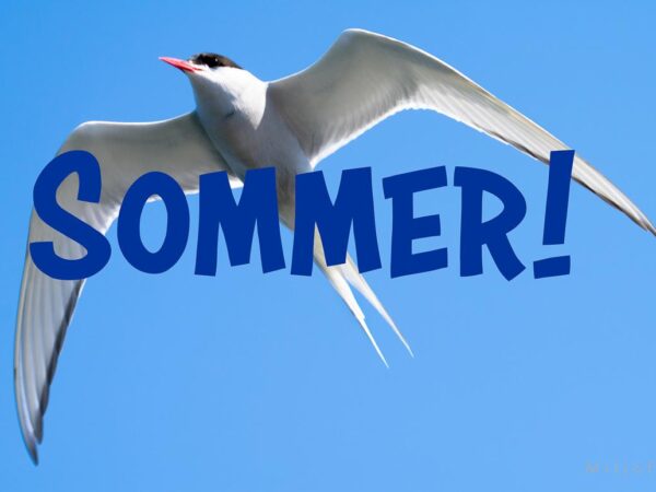 På vingene - Sommer