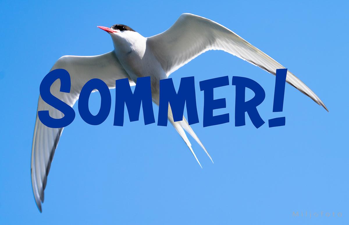 På vingene - Sommer