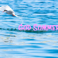 Terne over vannet - Sommer