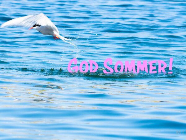 Terne over vannet - Sommer