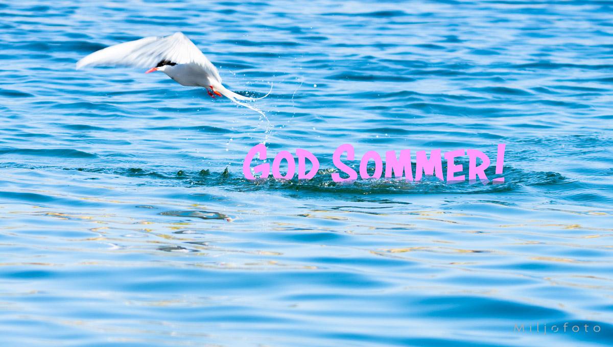 Terne over vannet - Sommer