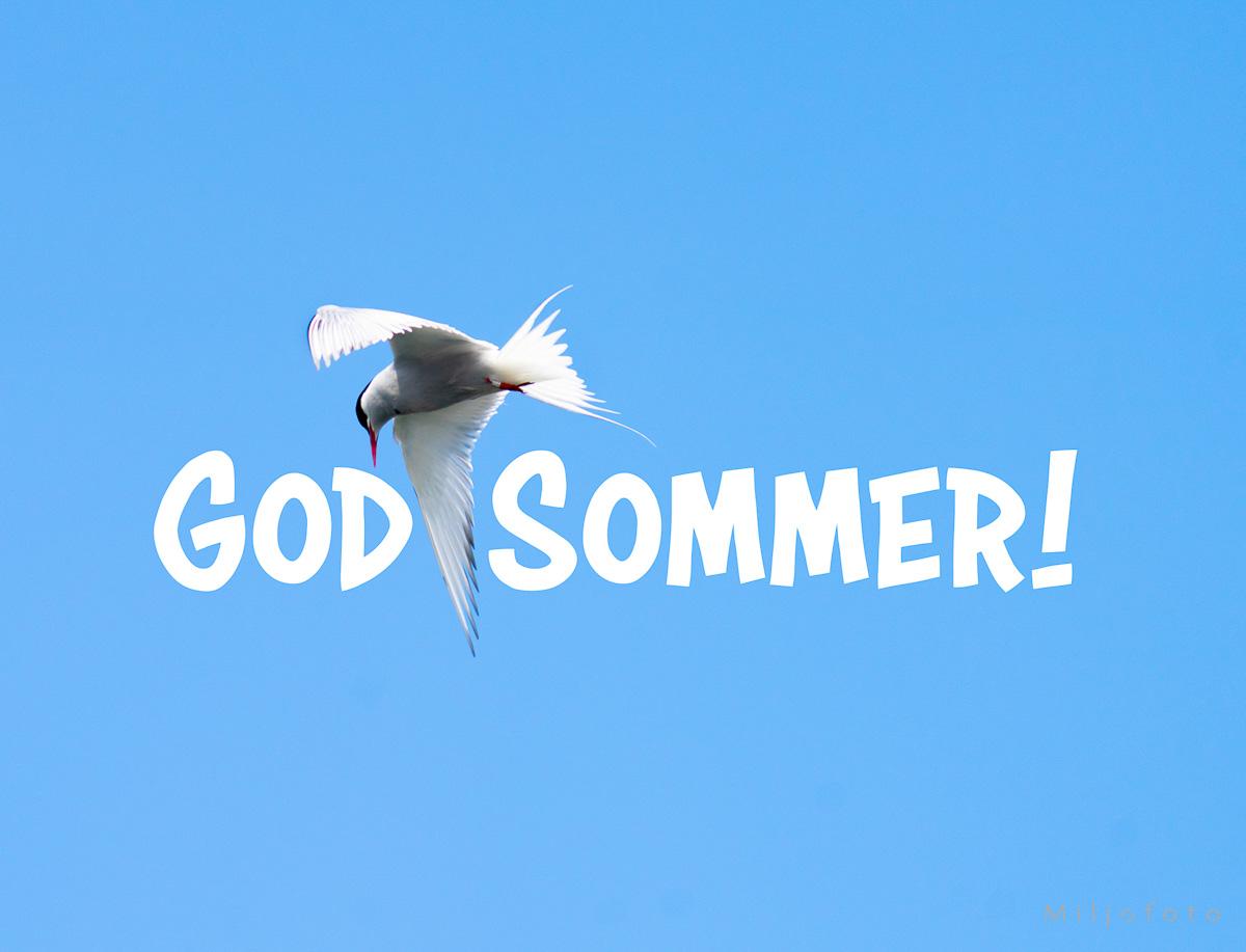 Sommerhilsen - Sommer Sommerhilsen - Sommer
