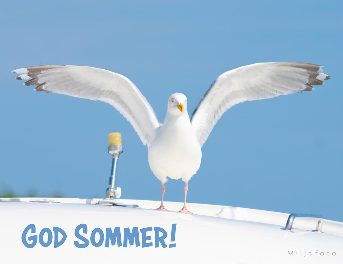 Stor måke - Sommer Stor måke - Sommer