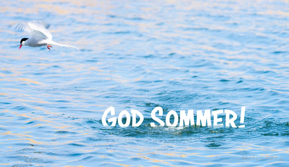 Sommerbilde - Sommer