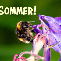Humle - Sommer!