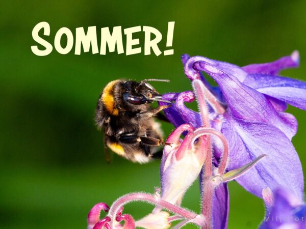 Humle - Sommer!