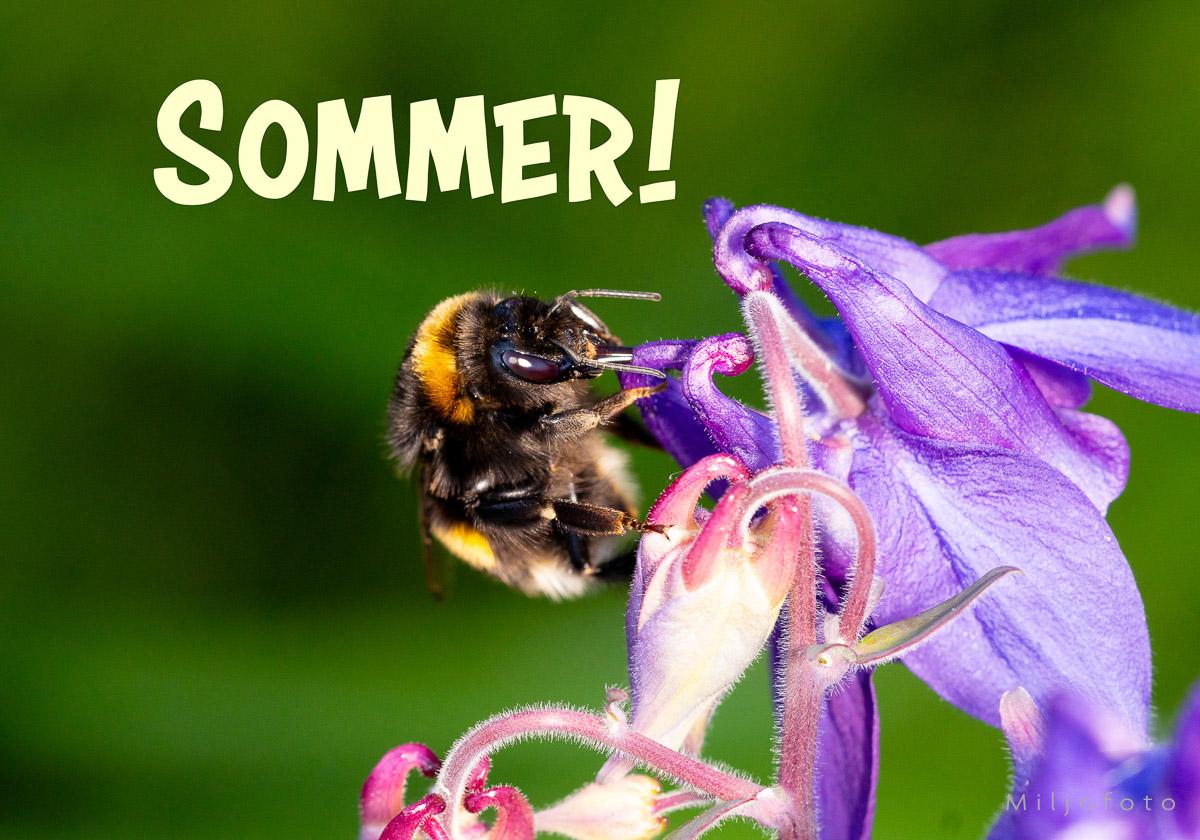Humle - Sommer!