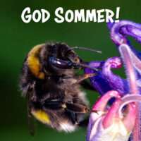 Humle som surrer - God sommer