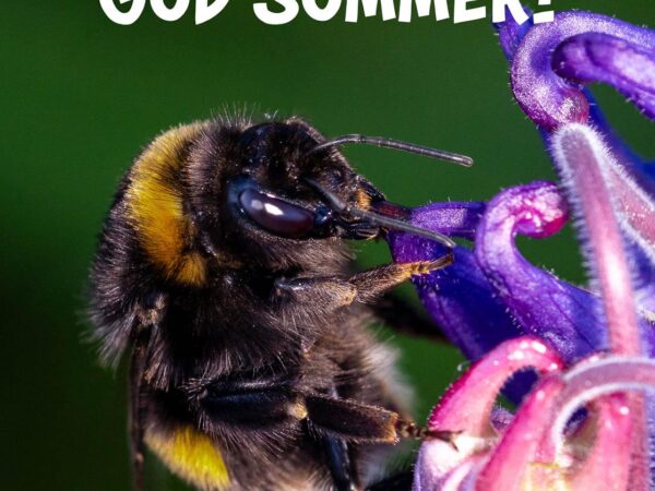 Humle som surrer - God sommer