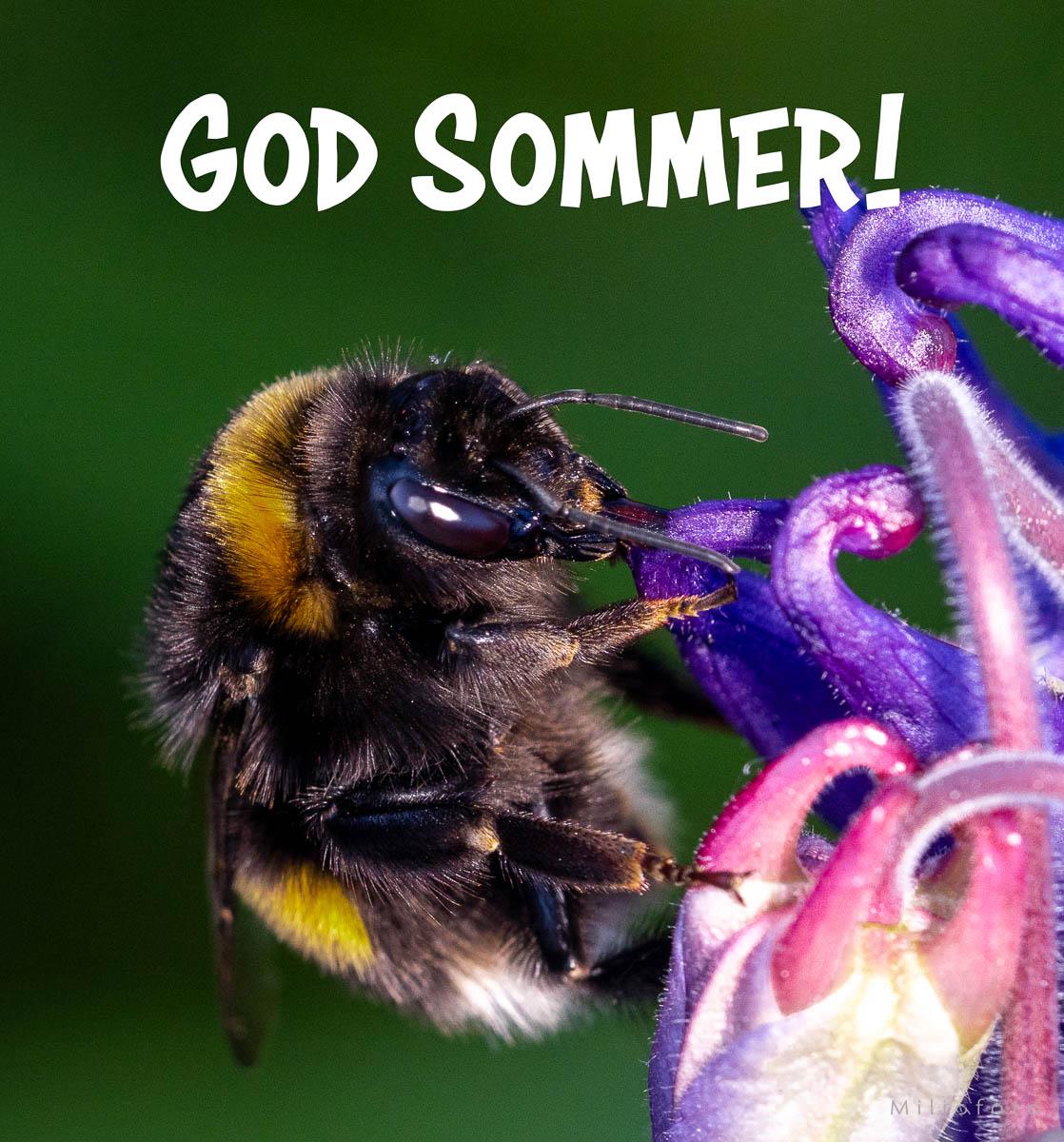 Humle som surrer - God sommer Humle som surrer - God sommer