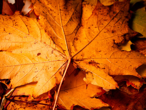 Bilde av høstblader i sterk orange farge, strukturen i bladet synes