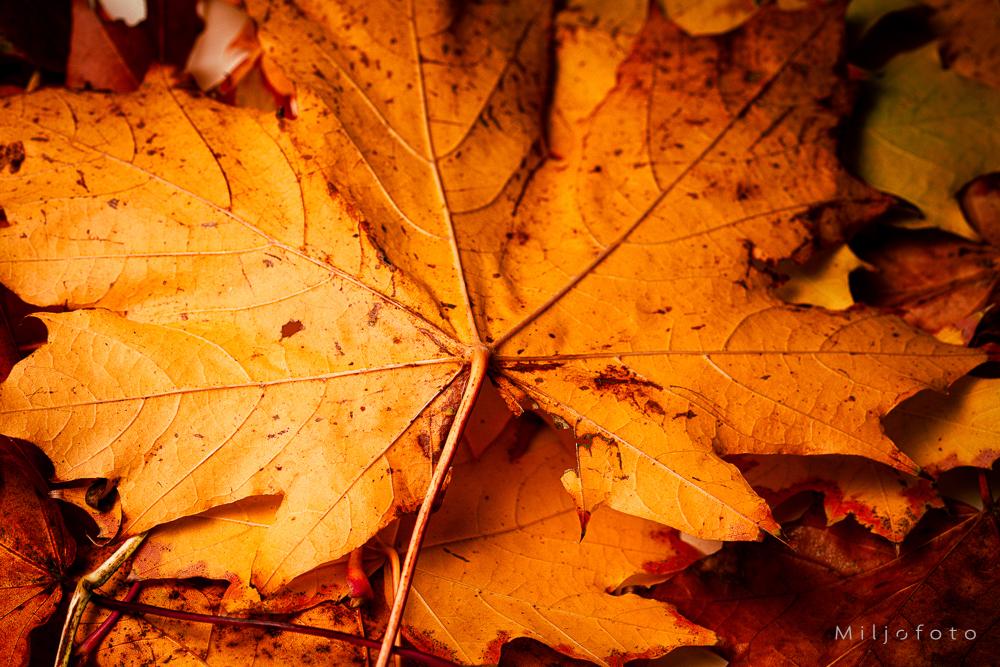 Bilde av høstblader i sterk orange farge, strukturen i bladet synes