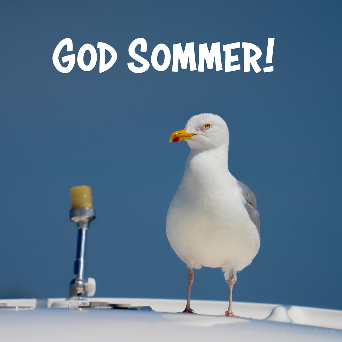 Sommer måke Sommer måke
