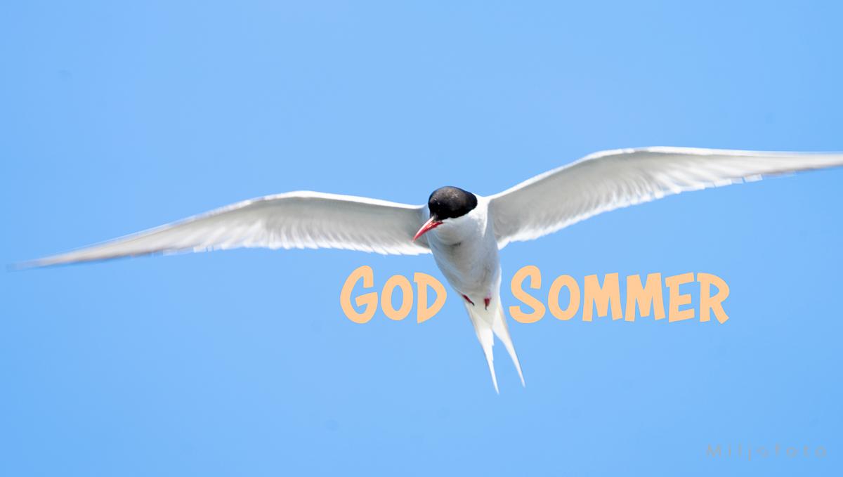 Terne - Sommer Terne - Sommer