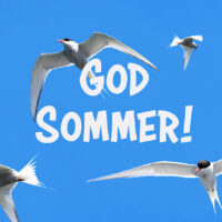 Terner mot blå himmel - Sommer