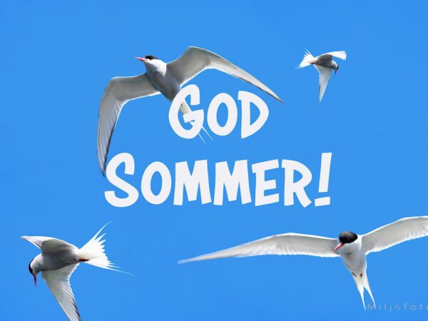 Terner mot blå himmel - Sommer