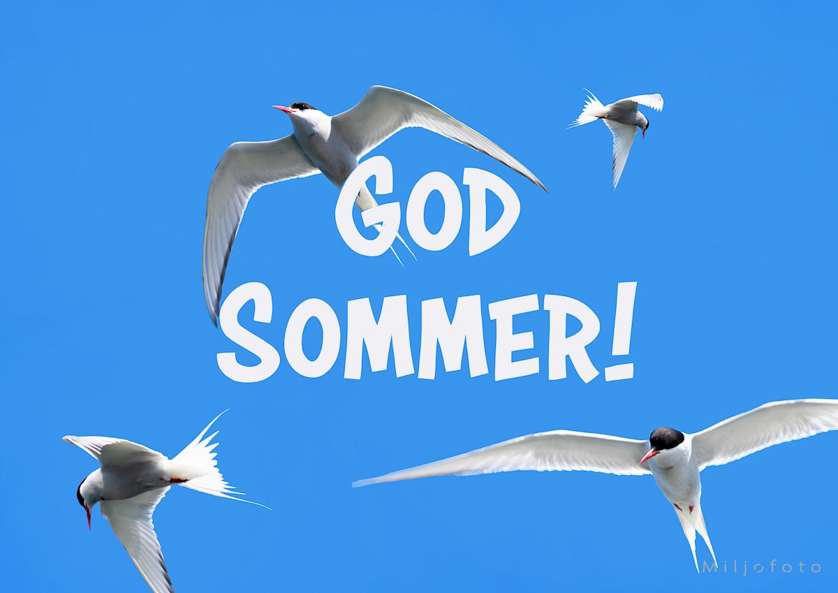 Terner mot blå himmel - Sommer