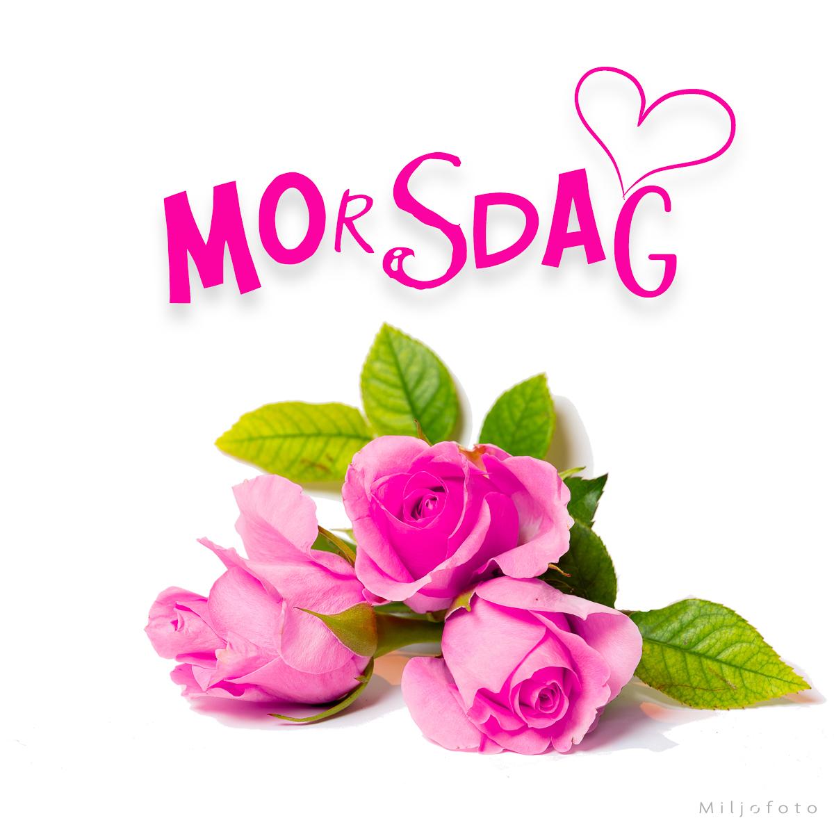 Morsdag - rosa roser