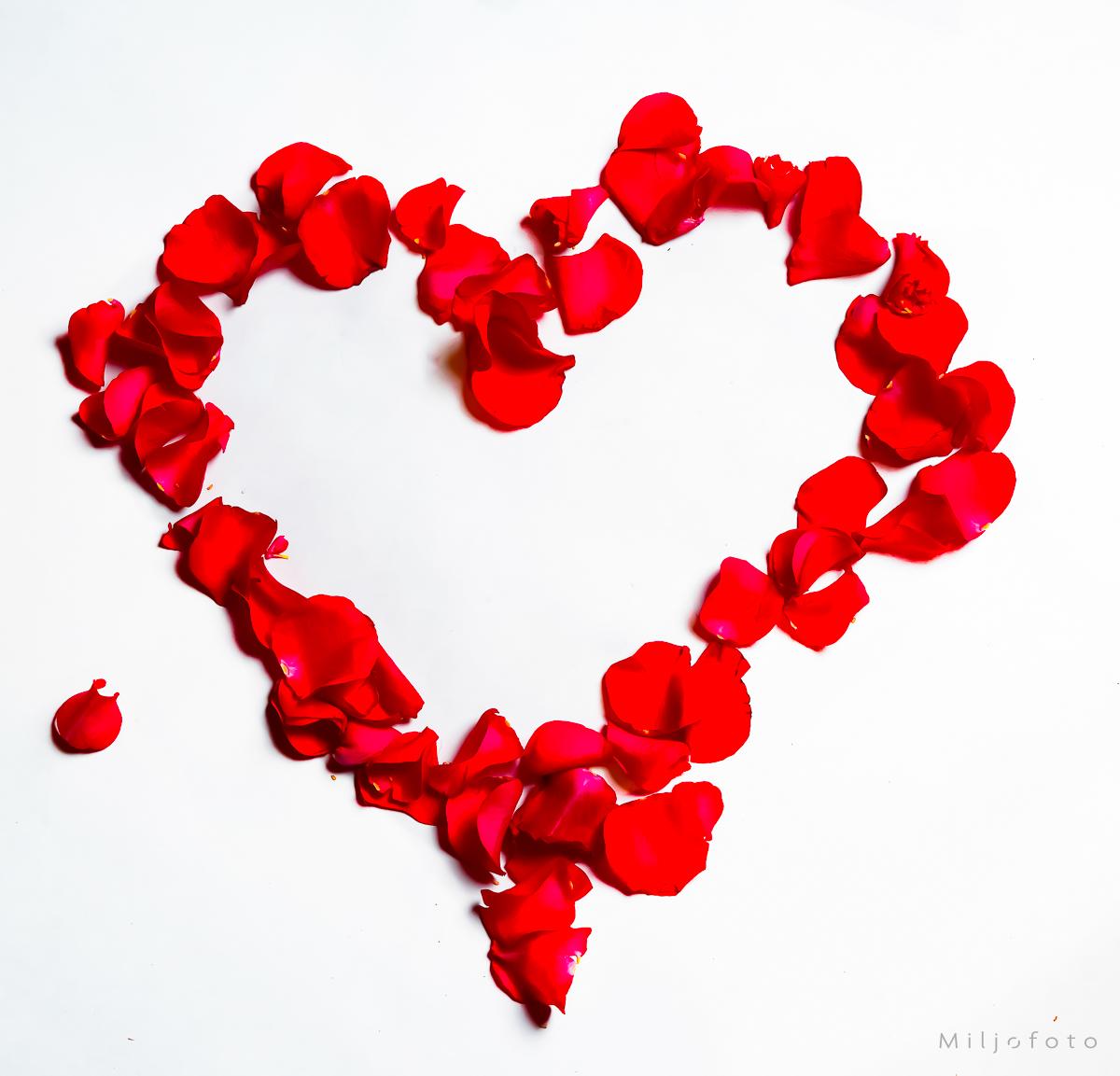 Hjerte av roser