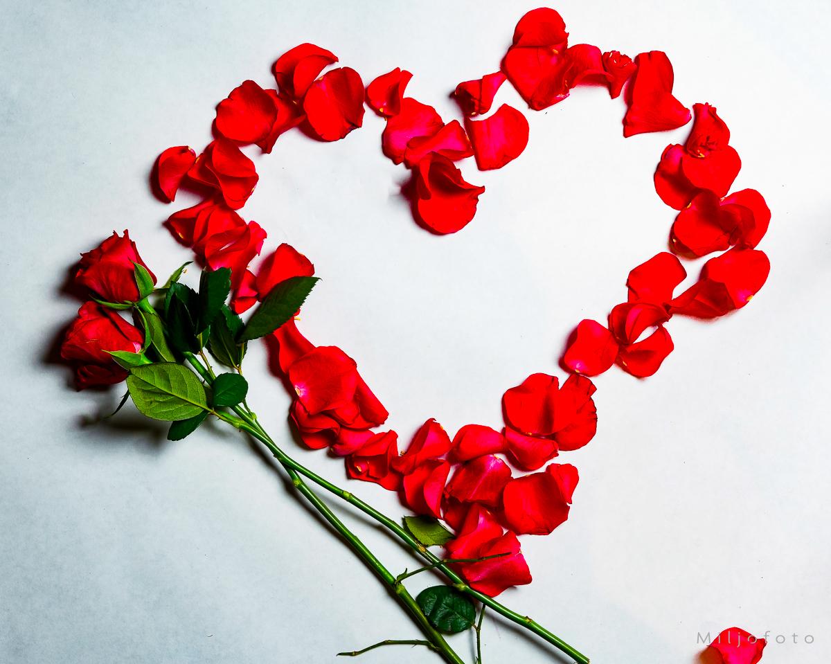 Roser og Hjerte